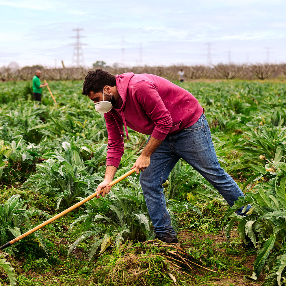 Farmworker Working